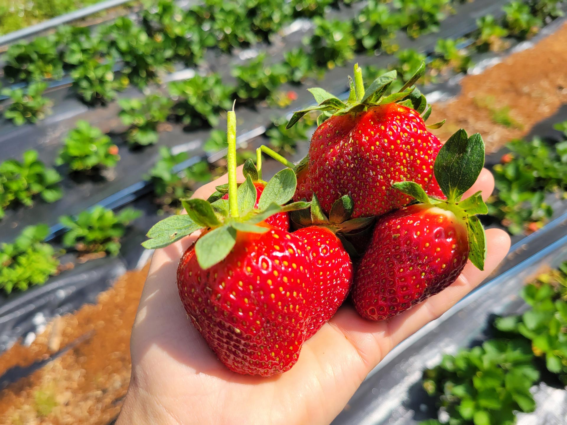 large strawberries being held in-hand in the field