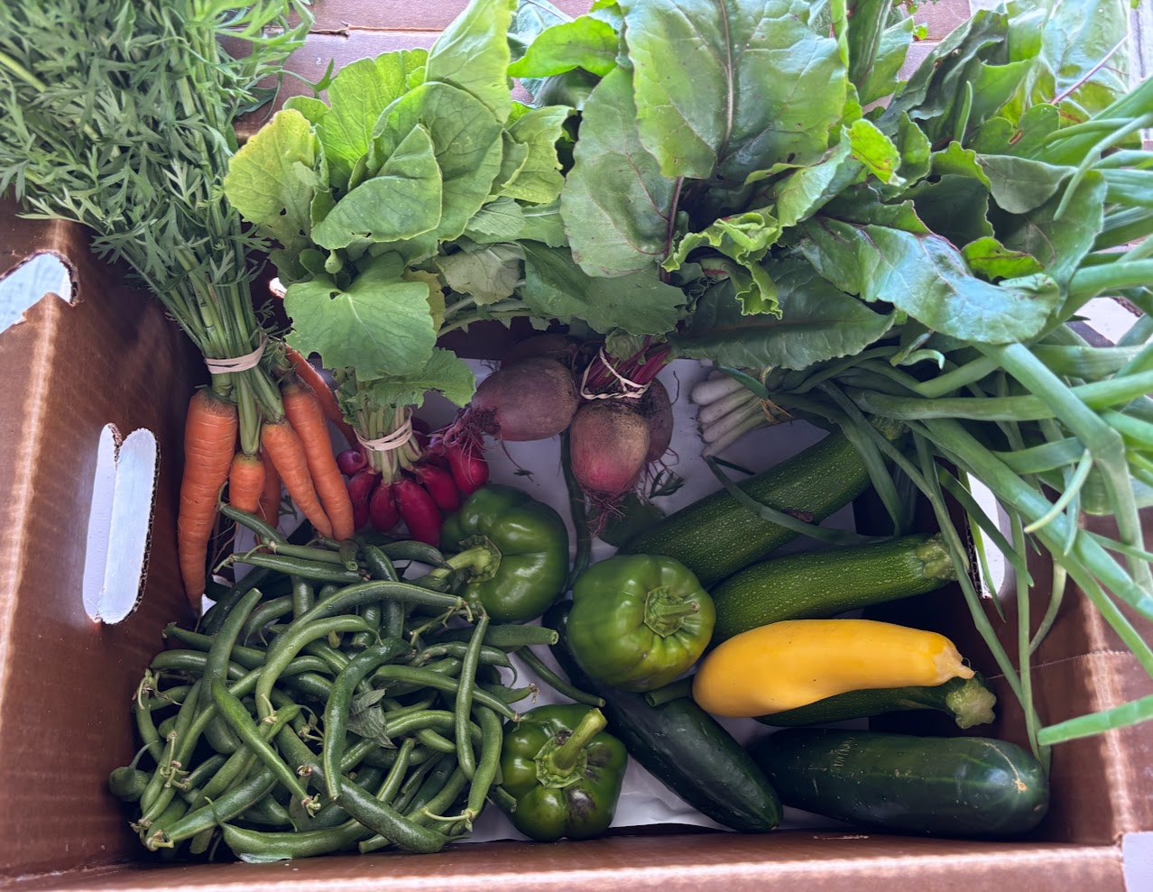 Fall CSA Week 8 Full Box